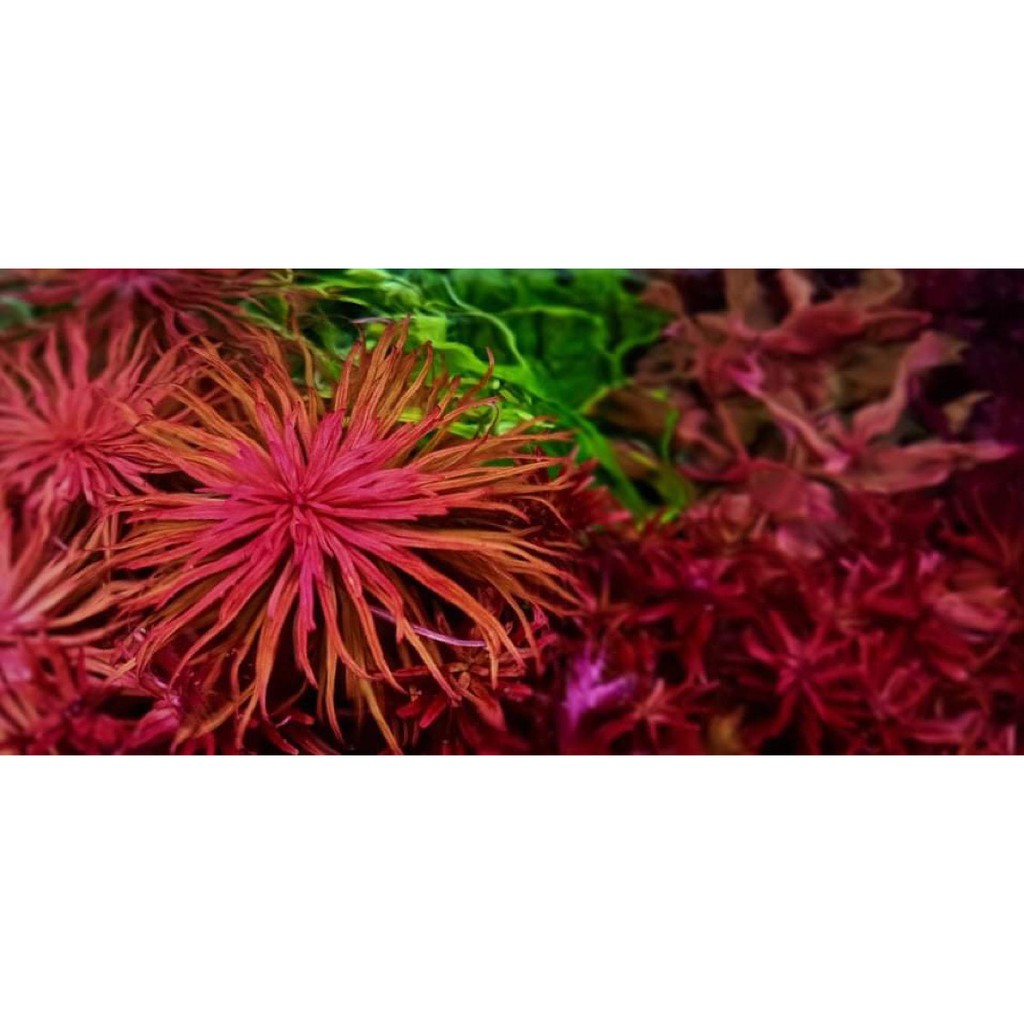 Vi Sinh EM 250ml - Vi Sinh Cao Cấp Giúp nước trong và thiết lập hệ vi sinh