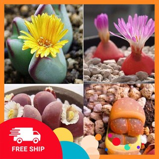 15 Hạt giống Thạch lan (đá sống) (tặng gói Kích nẩy mầm và Hướng dẫn) KHUYẾN MẠI TRONG NGAY