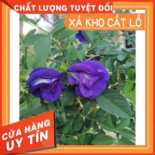 giá sập sàn 20 hạt giống hoa đậu biếc hạt giống chất lượng cao