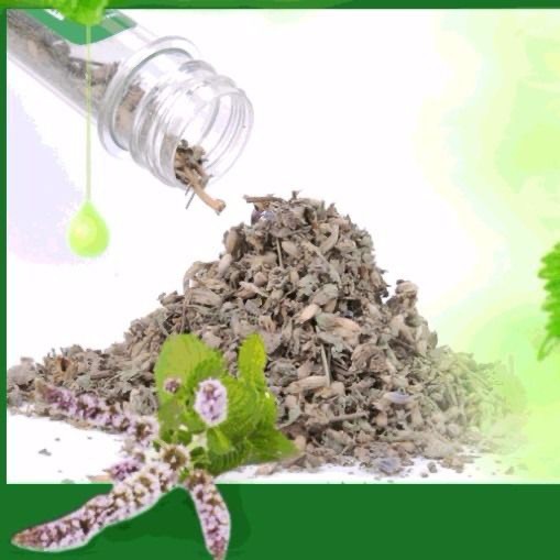 CỎ MÈO BẠC HÀ CATNIP DẠNG ỐNG 40ml - BAO PHÊ BAO ÊM CHO MÈO IU