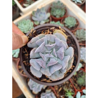 Sen đá cúc tím Hoa Đá BMT