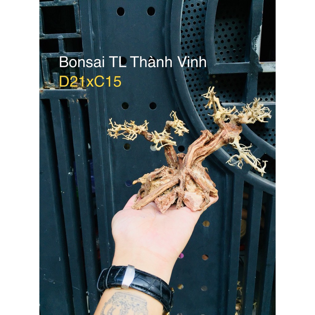 Bonsai Lũa Gỗ bể cá Thủy sinh siêu rẻ