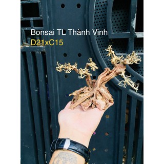 Bonsai Lũa Gỗ bể cá Thủy sinh siêu rẻ