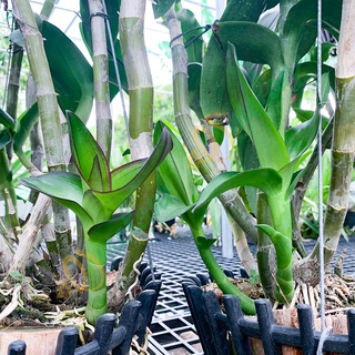 Phân Bón Kích Mầm Kích Rễ & Thải độc Tố Trong Đất - ROOT PLEX