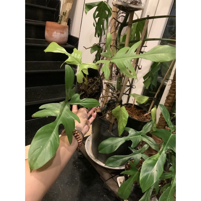 Trầu Bà Cánh Én - Philodendron Florida