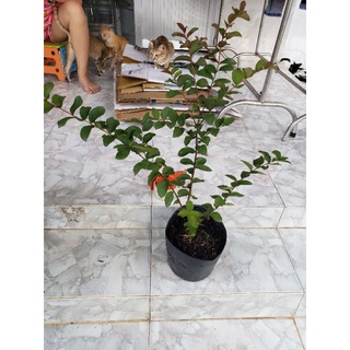 Tường vi đỏ đô.hết mùa hoa(tặng kèm phân bón)