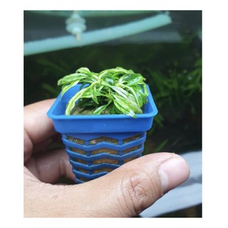 Cây Ráy Lưỡi Hổ Mini