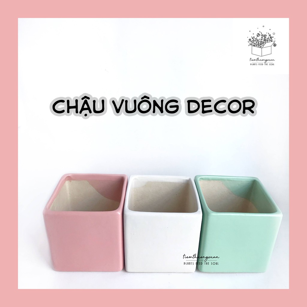 Chậu trồng cây vuông 10x10 cm Sen đá, Xương rồng, Cây cảnh mini trang trí nhà cửa  - Tiệm Thường Xuân