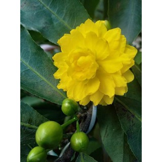 5 HẠT CÚC QUÝ PHI