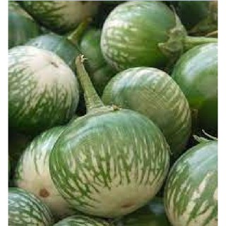 Hạt giống Cà bát ta da ếch - 1 gói 0,5gram - STHG2