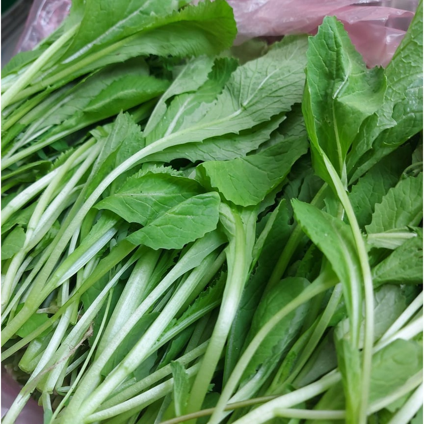 Cải Ngọt Trồng Vườn Rau Sạch 1kg Giao HCM | BigBuy360 - bigbuy360.vn