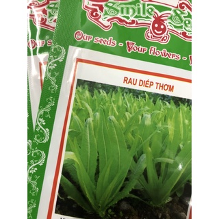 Hạt giống Rau diếp thơm
