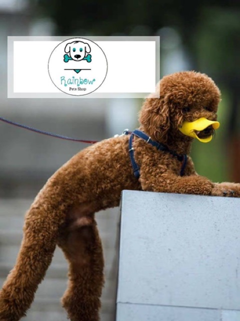 ❤️ RỌ MÕM PET HÌNH MỎ VỊT ADUCK SIÊU KUTE