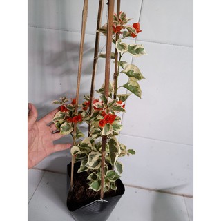 Cây 🌲 Giấy cẩm thạch cam (siêu hoa)