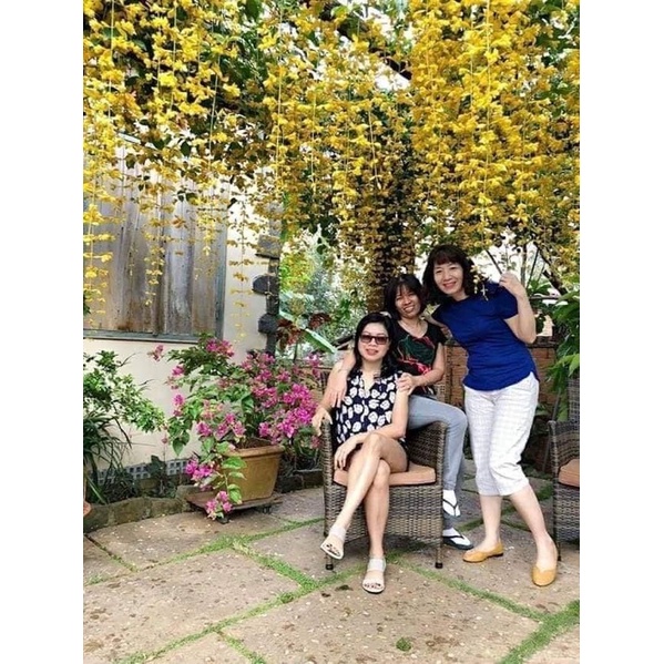 CÂY LAN HOÀNG DƯƠNG LEO GIÀN