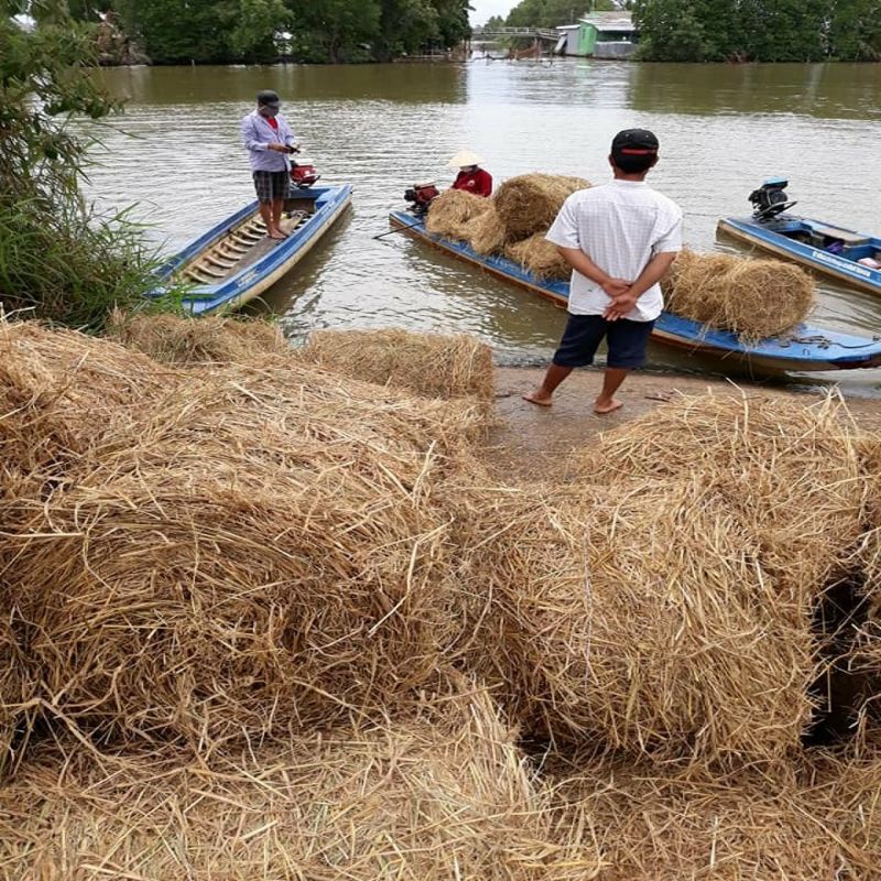 500gr RƠM KHÔ TỰ NHIÊN  VÙNG LÚA BẠC LIÊU