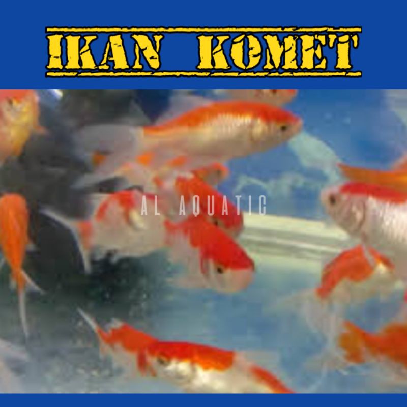 Mô Hình Cá Vàng 6-8cm Trang Trí