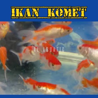 Mô Hình Cá Vàng 6-8cm Trang Trí