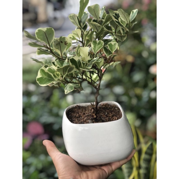 cây bàng cẩm thạch (giá đã bao gồm chậu)