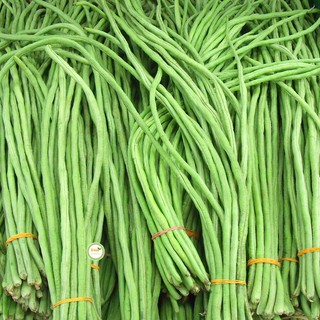 Combo 2 gói hạt giống đậu đũa ( 1 gói xanh + 1 gói đỏ )