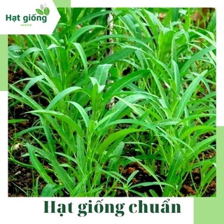 Hạt giống rau muống lá tre cao sản, dễ trồng, thu hoạch nhanh, trồng quanh năm  F1 50g (Rạng Đông)