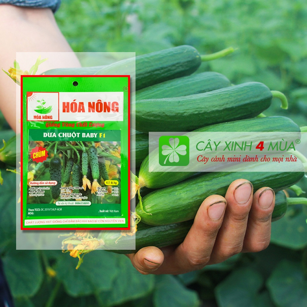 Giống dưa chuột baby F1-gói 0.1gr [ Giống vàng chất lượng]