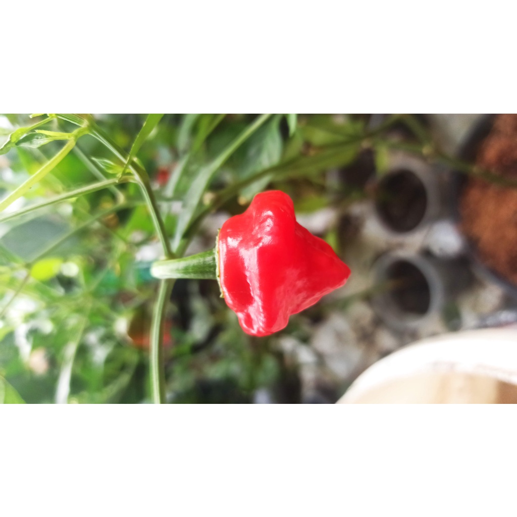 Hạt ớt RED JAMAICAN