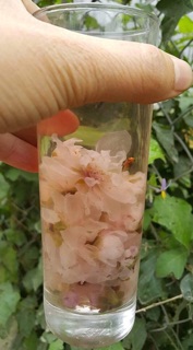Trà hoa đào sấy khô loại 1