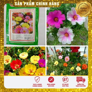 Hạt Giống Hoa Mười Giờ Mỹ Mix Lucky seeds- 30 hạt