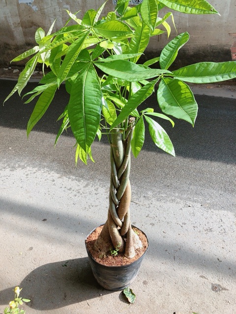 Kim Ngân Thắt Bính Gốc Lớn