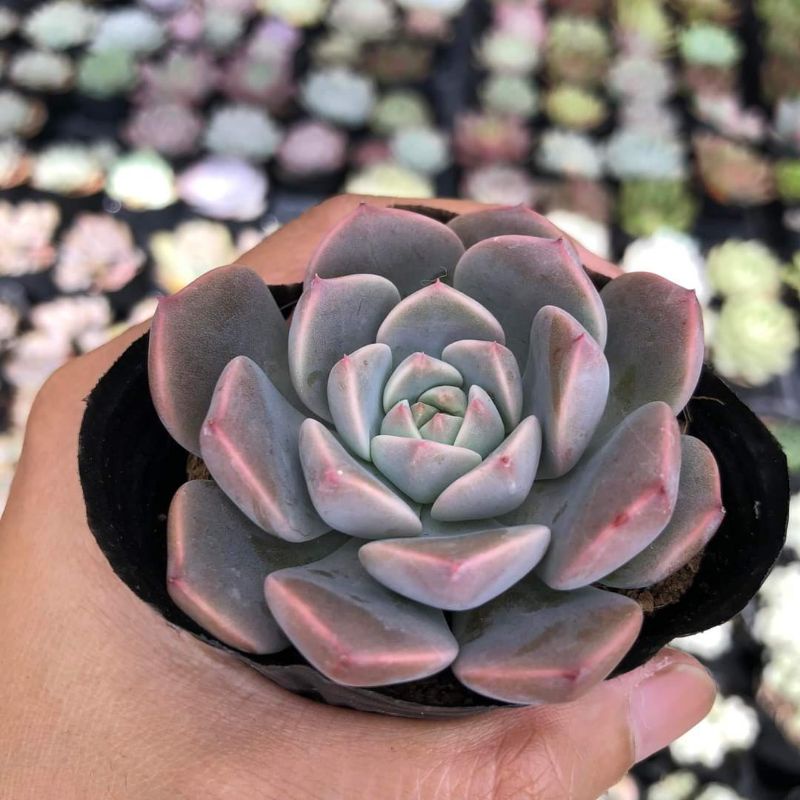 Sen đá hồng hoa size 7_9c khỏe đẹp