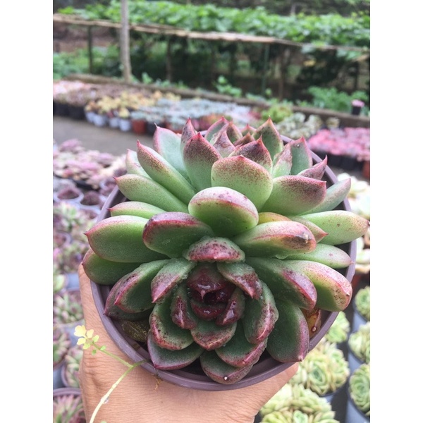 SEN ĐÁ GIỐNG MỚI 55