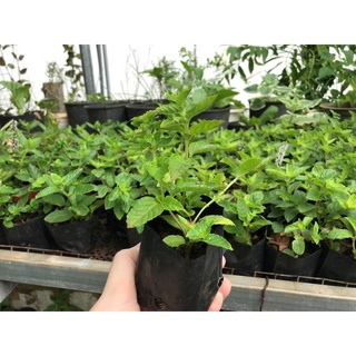 Cây giống sương sáo