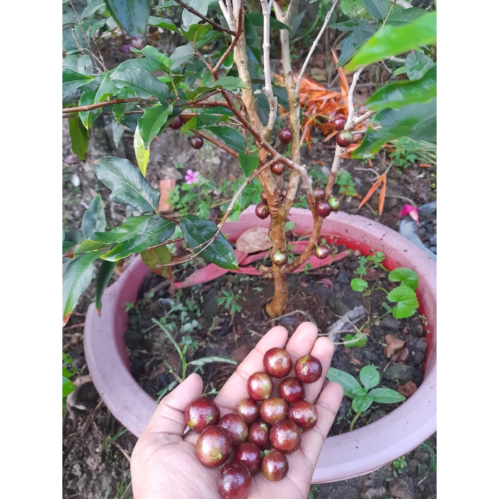 CÂY GIỐNG NHO THÂN GỖ TƯ QUÝ