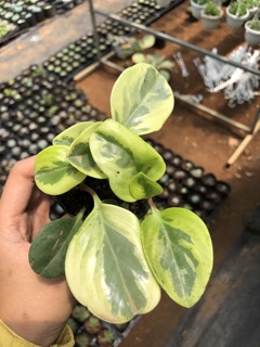 Lá Trường Sinh cẩm thạch (8*8)