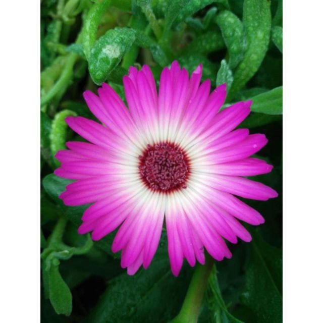 Gói 200 Hạt Giống Hoa Mười Giờ Châu Phi Nhiều Màu Mix luckyseed hạt siêu rẻ