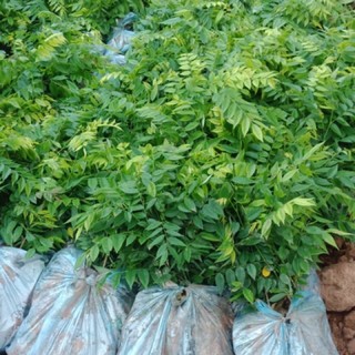 Sưa gỗ Đỏ, sưa đỏ, cây cao 40-50cm, đảm bảo chuẩn sưa đỏ, nhận cây kiểm tra trước khi thanh toán