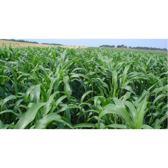 Hạt giống cỏ Sudan lai cỏ Sorghum Bicolor gói 100g giá rẻ