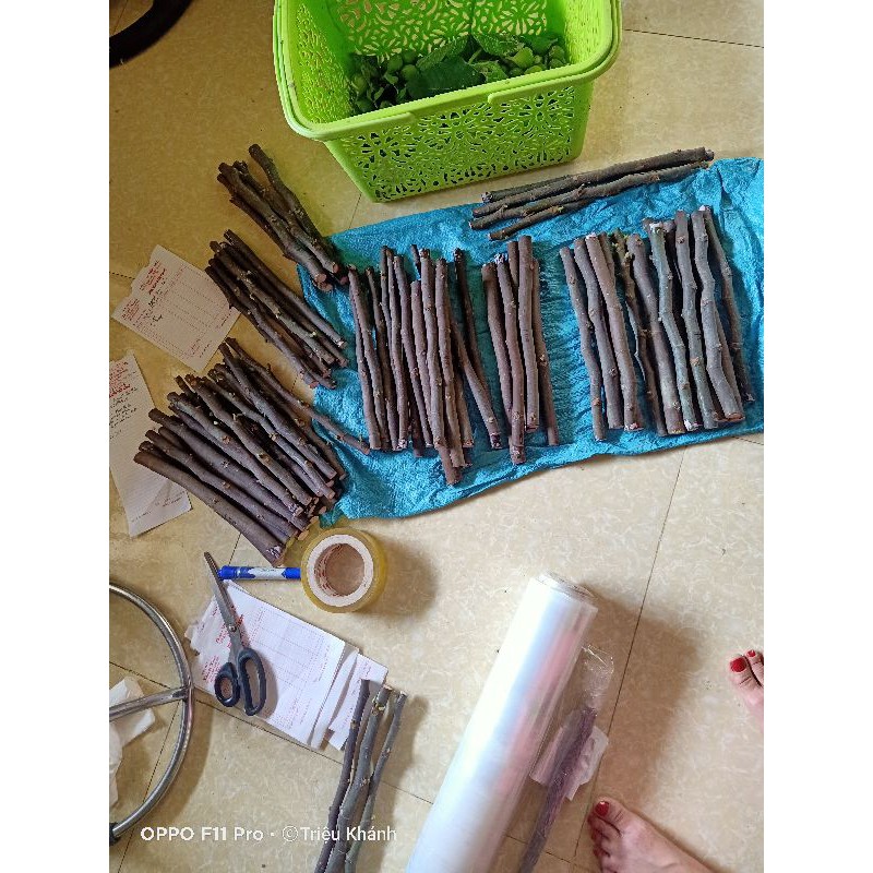 Cành giâm sung mỹ cutting Longue D'Aout