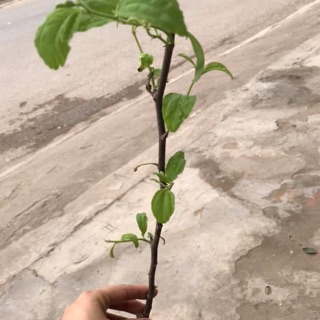 Cây Giống Táo Lê ( Táo Đài Loan)
