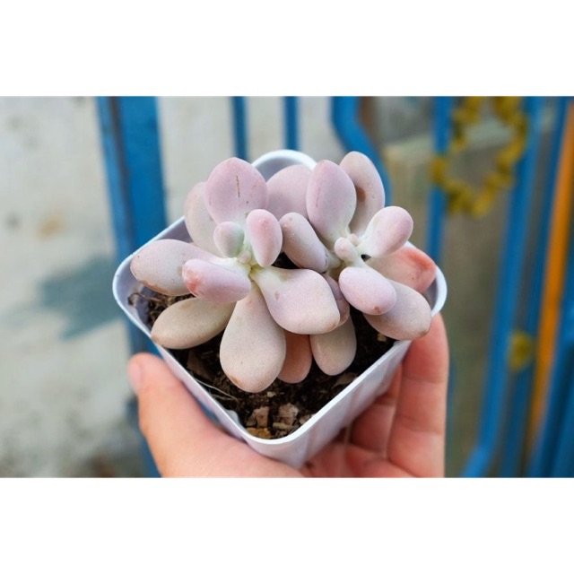 SEN ĐÁ SỎI HỒNG