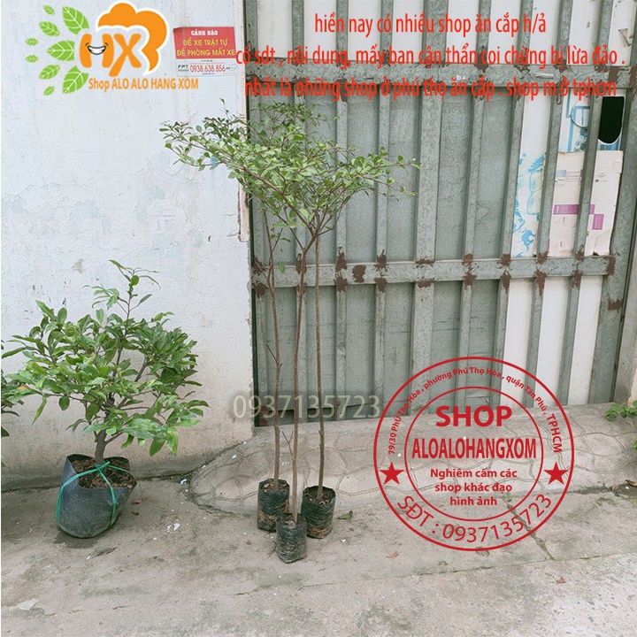 Cây bàng đài loan cao từ 79-90 cm