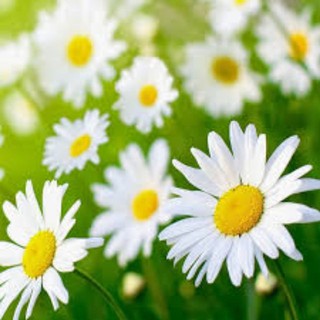 Cung Cấp Hạt Giống Hoa Cúc Họa Mi -NK Nga hạt đẹp