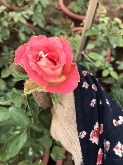Bầu nhỡ hoa hồng ngoại