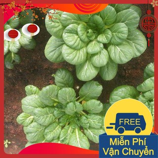 Combo 3 Gói Hạt Giống Cải Hoa Hồng