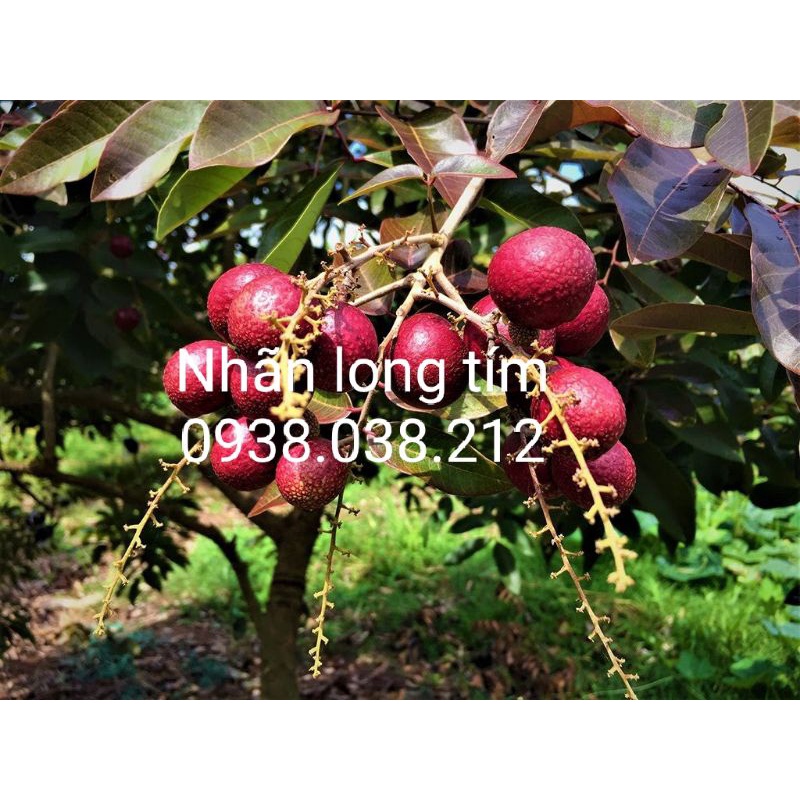 CÂY GIỐNG NHÃN LONG TÍM