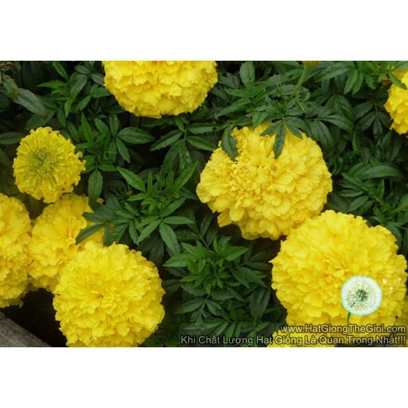 50h Hạt Giống Cúc Vạn Thọ Thái Lùn 35cm Vàng Chanh (C6.102| B35*V75)