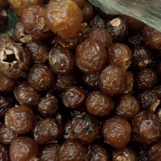 Quả bồ hòn tách hạt