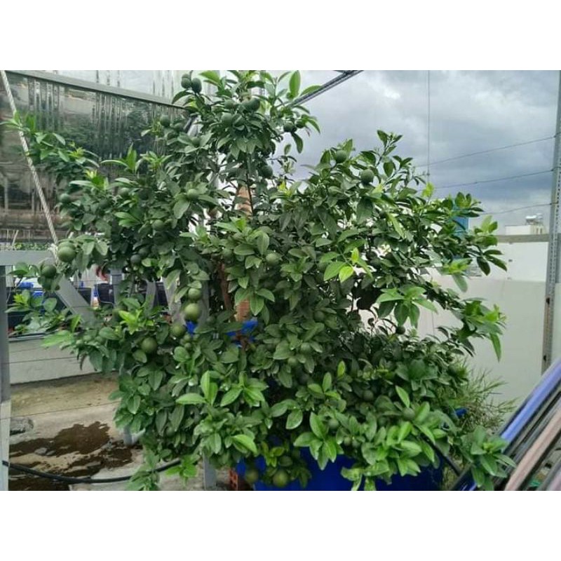 Chanh tứ quý ... đang trái...