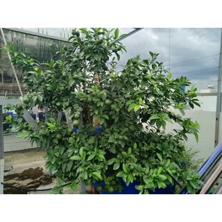 Cây 🌲 Chanh tứ quý ... đang trái...